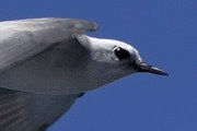 Grey Ternlet (Procelsterna cerulea)